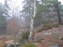 forêt de Rambouillet, zone rocheuse